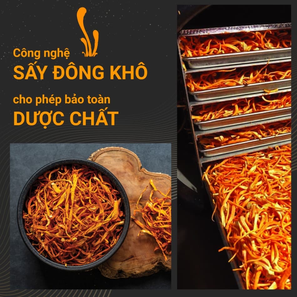ĐÔNG TRÙNG HẠ THẢO SẤY KHÔ